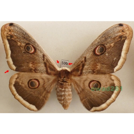 Saturnia pyri (Denis & Schiffermüller, 1775) female Pawica gruszówka Czech 111mm59b